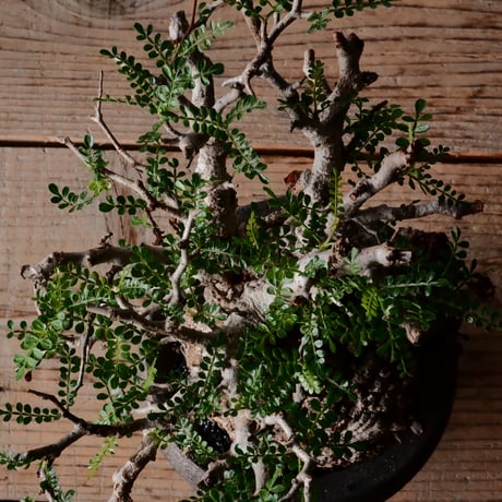 オペルクリカリア パキプス φ 12cm［No.31］  × 沼野秀章 作 【 Black Wrap 】4号 植木鉢 笠間焼
