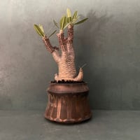 発根済 マカイエンセ BM-16 × S.N.Pot "土管" - horizon - 4号鉢 ［作家  "根本峻吾" ］