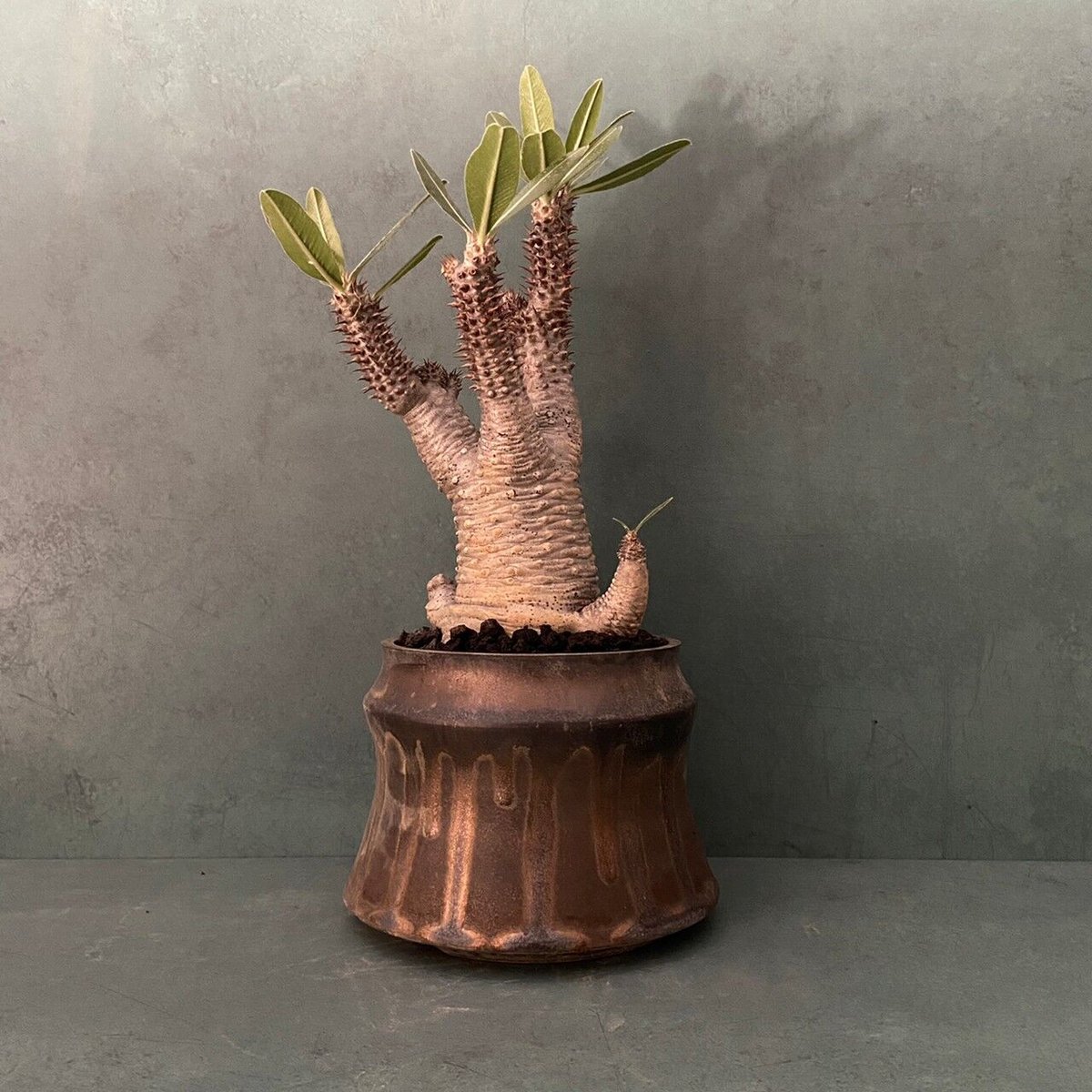 マカイエンセ　陶器鉢付き 発根済 マカイエンセ BM-16 × S.N.Pot 