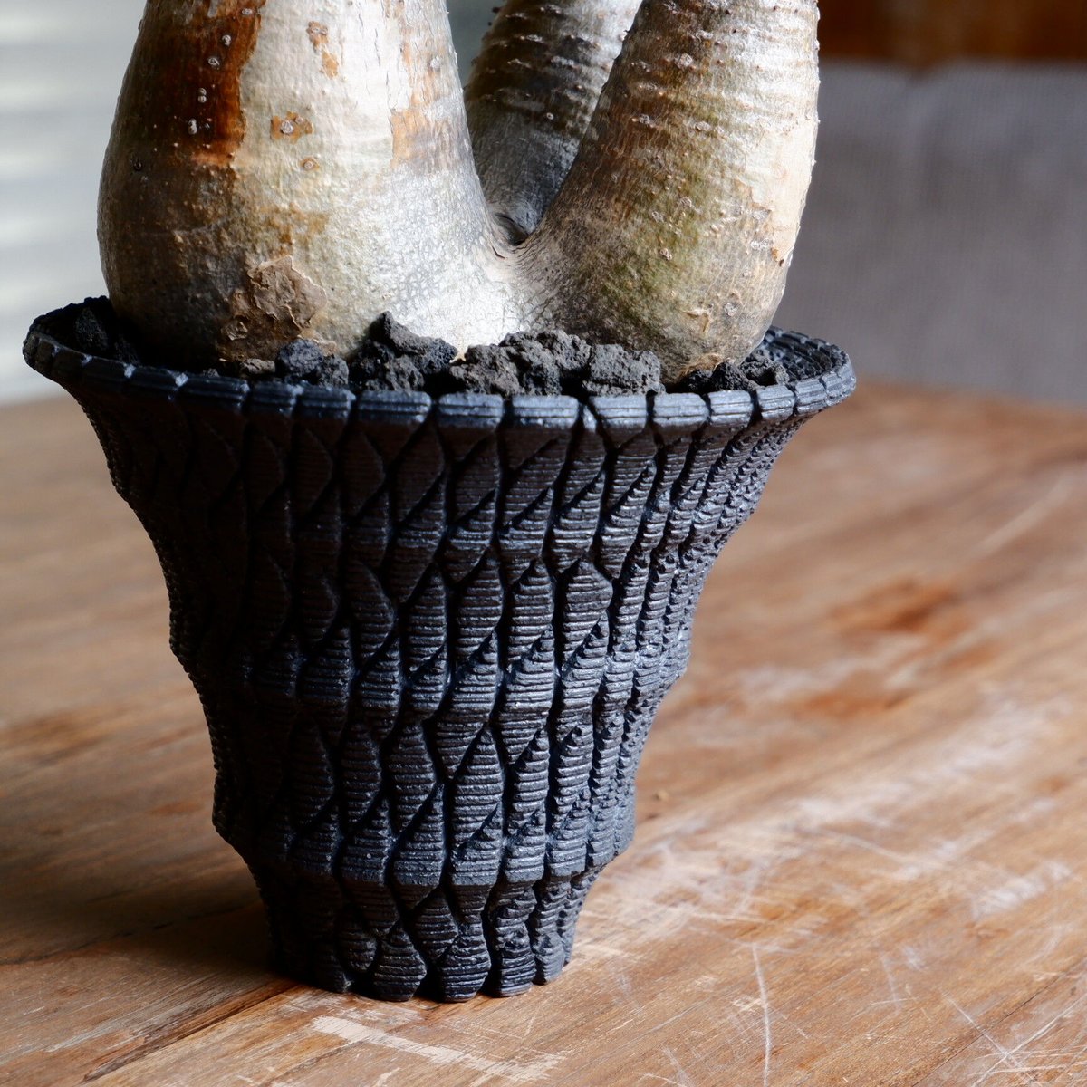 美肌 3頭 グラキリス - 象牙宮 - size L［No.40］ × 沖誠 作品 『