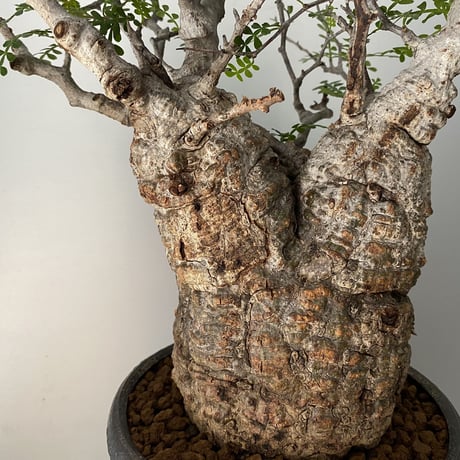 発根済 オペルクリカリア パキプス P-07  × 小野瀬 一 作品「the first plants wear」 植木鉢 6号