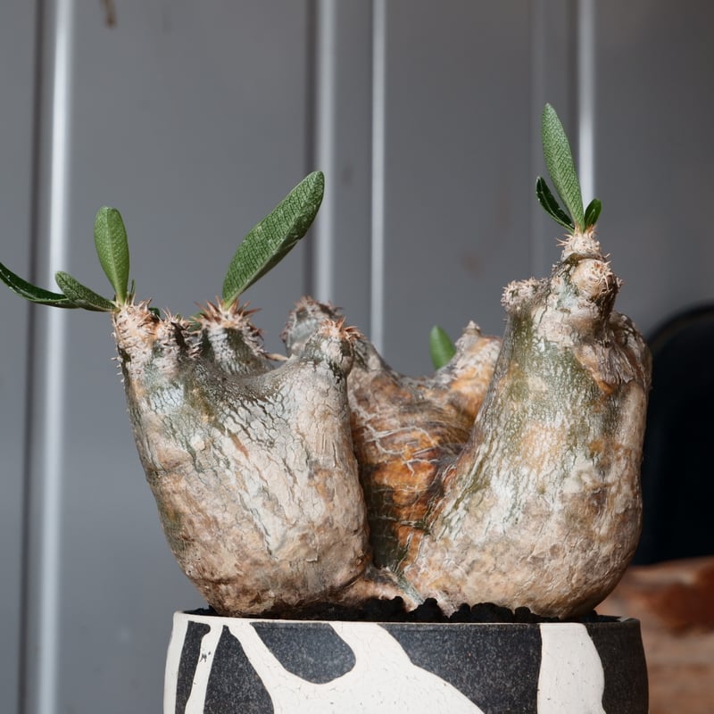 中株 パキポディウム ブレビカリックス 輸入株［No.20］ × 沼野秀章