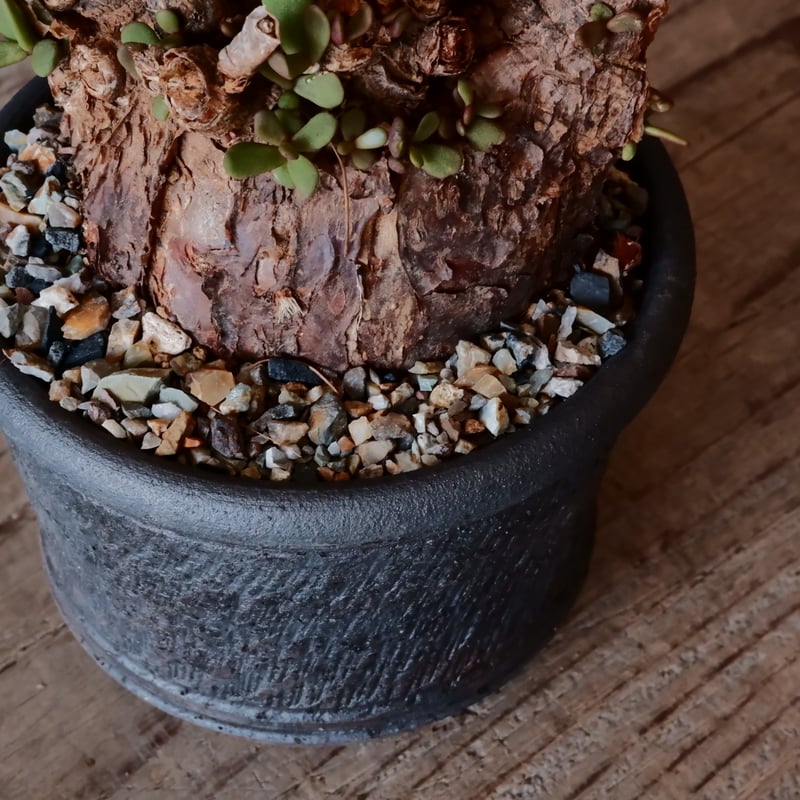 T*T様 ケラリア ピグマエア 発根済み 鉢ごと発送 発根済・芽吹済】②ケラリア・ピグマエア/鉢ごと発送 10日目】 DIY・