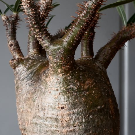 グラキリス φ8cm - 象牙宮 -［No.55］  × 磯部祐介 作「 匣 - kou - 」3号 植木鉢 笠間焼