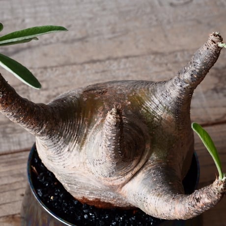 グラキリス φ10cm - 象牙宮-［No.14］×  坂本新 作「 LUSTER BLACK  」3.5号鉢 笠間焼 植木鉢