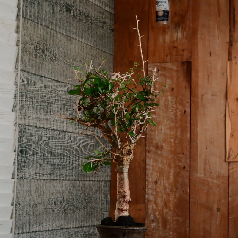 コミフォラ シンプリキフォリア［No.69］ × 磯部祐介 作「 瓦 - kawara