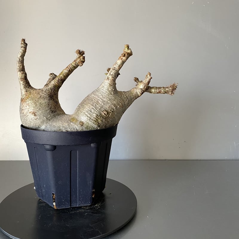 多頭 マルチヘッド グラキリス 現地株 2021年2月輸入 発根管理中 BG