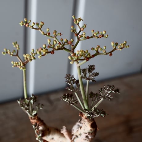 キフォステンマ ベティフォルメ ナローリーフ ソマリア産 輸入株［No.15］  × 根本峻吾 作品【 S.N POT type.slim「 雷電 / 月光 ver. 」3.5号 】笠間焼 植木鉢