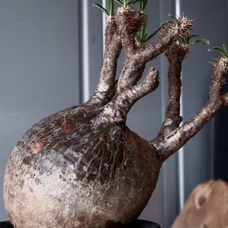 グラキリス φ10cm - 象牙宮 - ［No.51］  ×   沼野秀章 作「 black wrap 」3号 植木鉢 笠間焼