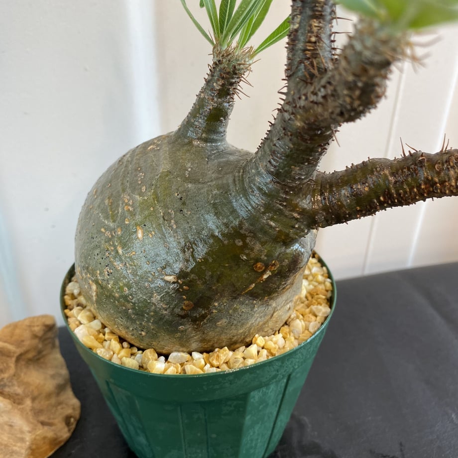 5f7a889f93f6193877ab0158