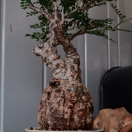 オペルクリカリア パキプス φ8.5cm［No.24］  × 杉山悠 作 φ12cm 植木鉢 笠間焼