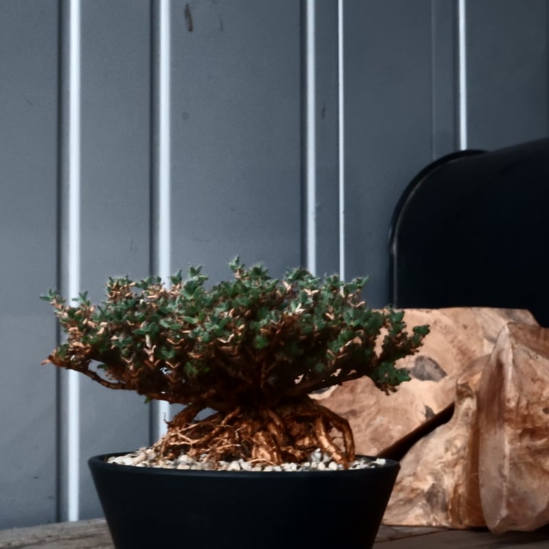 トリコディアデマ　ミラビレ　模様木 トリコディアデマ ミラビレ 模様木