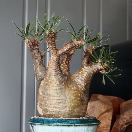 グラキリス φ7.5cm - 象牙宮 -［No.54］  × 磯部祐介 作「 彩 - sai - 」3号 植木鉢 笠間焼