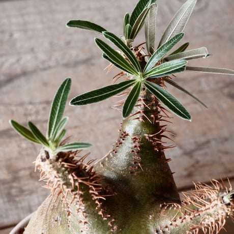 グラキリス φ9cm - 象牙宮-［No.12］×  坂本新 作「 LUSTER GREY 」3.5号鉢 笠間焼 植木鉢