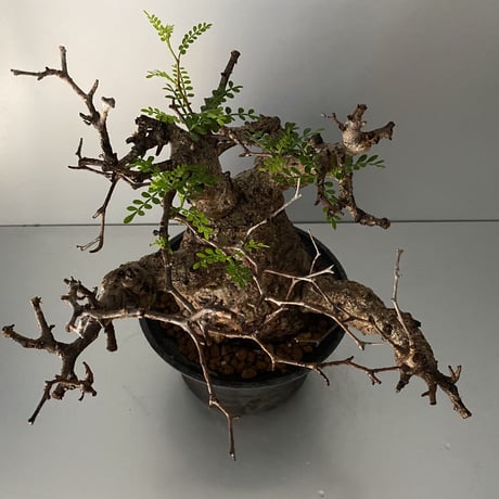 発根済 オペルクリカリア パキプス P-12  × 小野瀬 一 作品「the first plants wear」 6号 植木鉢
