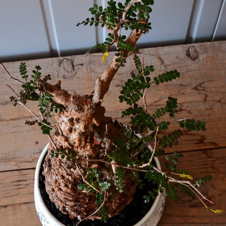 【大株】オペルクリカリア パキプス φ 14cm［No.04］  ×   根本峻吾 作 S.N POT  type.cylinder - low「 月光ノ鐵 」6号 浅鉢