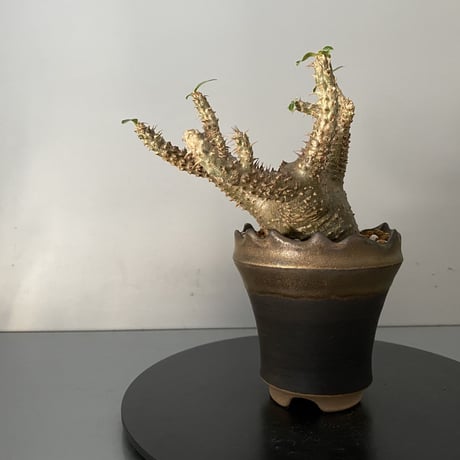 発根済 チビ マカイエンセ 魔界玉 現地株 BG-123 × S.N.Pot - crown - 3号鉢 ［作家  "根本峻吾"］