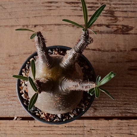グラキリス φ8cm - 象牙宮 -［No.68］  ×   森田昌求 作 「 CLAW - M - 」 3.5号 植木鉢 笠間焼