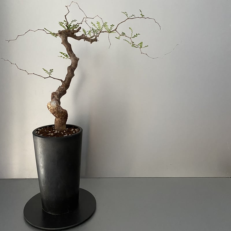 コミフォラ　モンストローサ　発根済 コミフォラ モンストローサ 発根済 現地株 MO-05 | Botanical Holic
