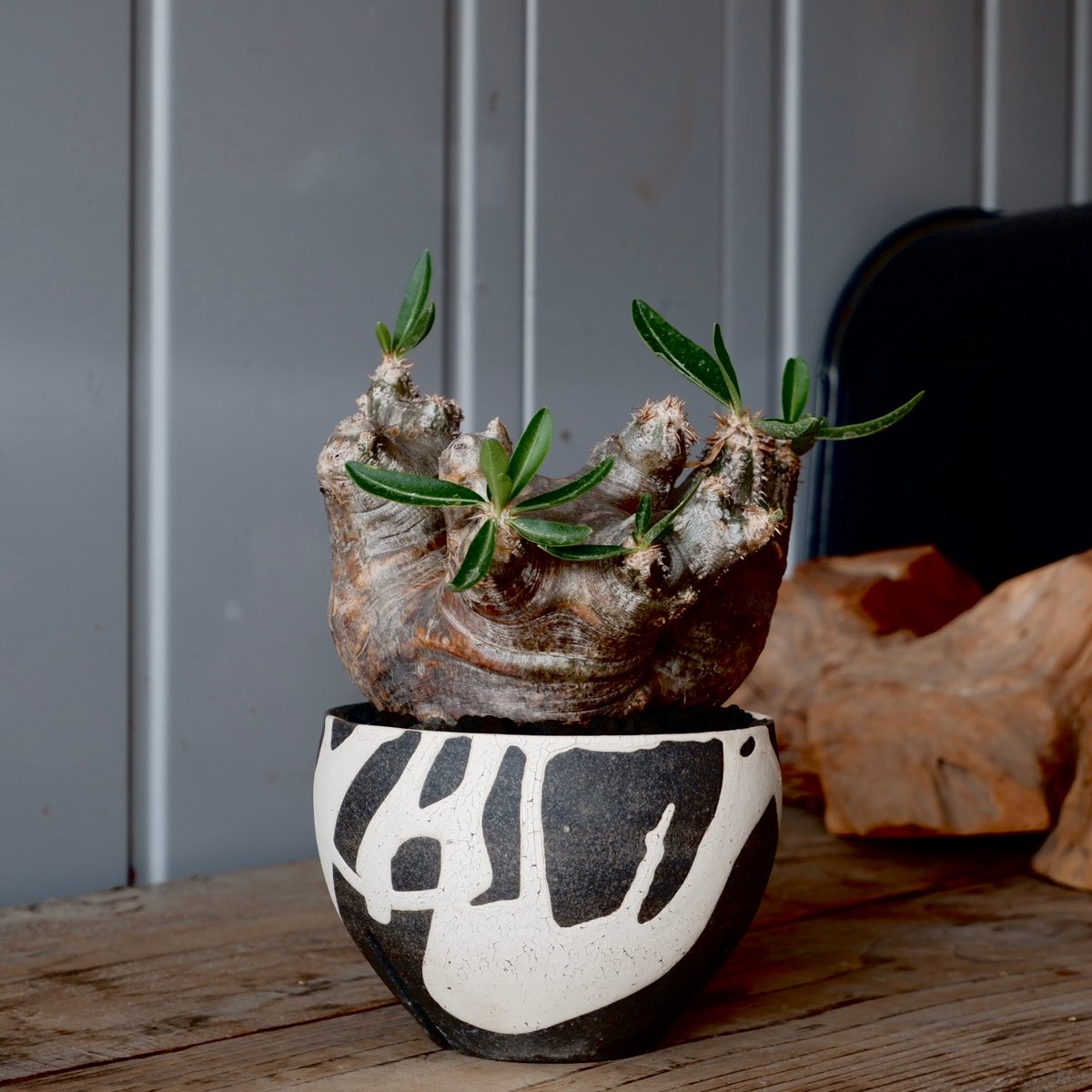 中株 パキポディウム ブレビカリックス 輸入株［No.20］ × 沼野秀章