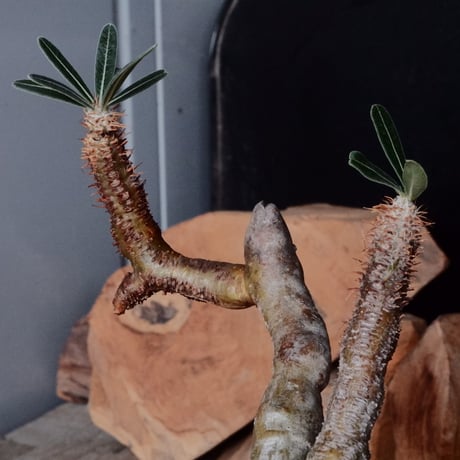 グラキリス φ10cm  - 象牙宮- ［No.124］  ×   根本峻吾 作 S.N POT type.round「 鐵-堕天- 」3.5号 植木鉢 笠間焼