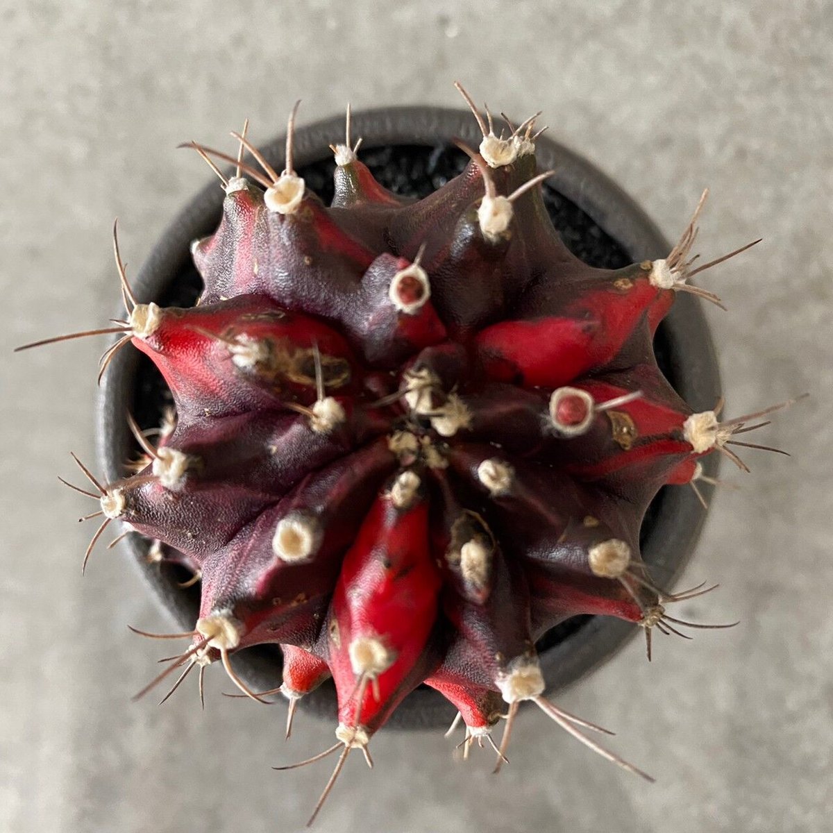 ポール・ギヤマン『卓上のバイオリンと花束発行：FRANCONY』0118N