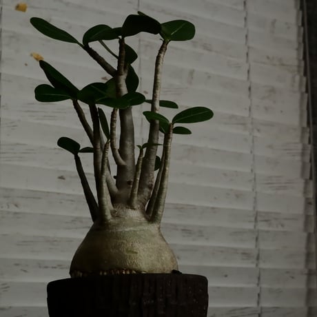 《丸型》アデニウム アラビカム " ドワーフ " φ10cm［No.13］  ×   沼野秀章 作「 black wrap 」4号 植木鉢 笠間焼