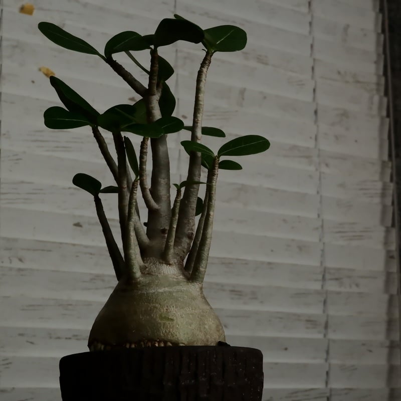 丸型》アデニウム アラビカム 