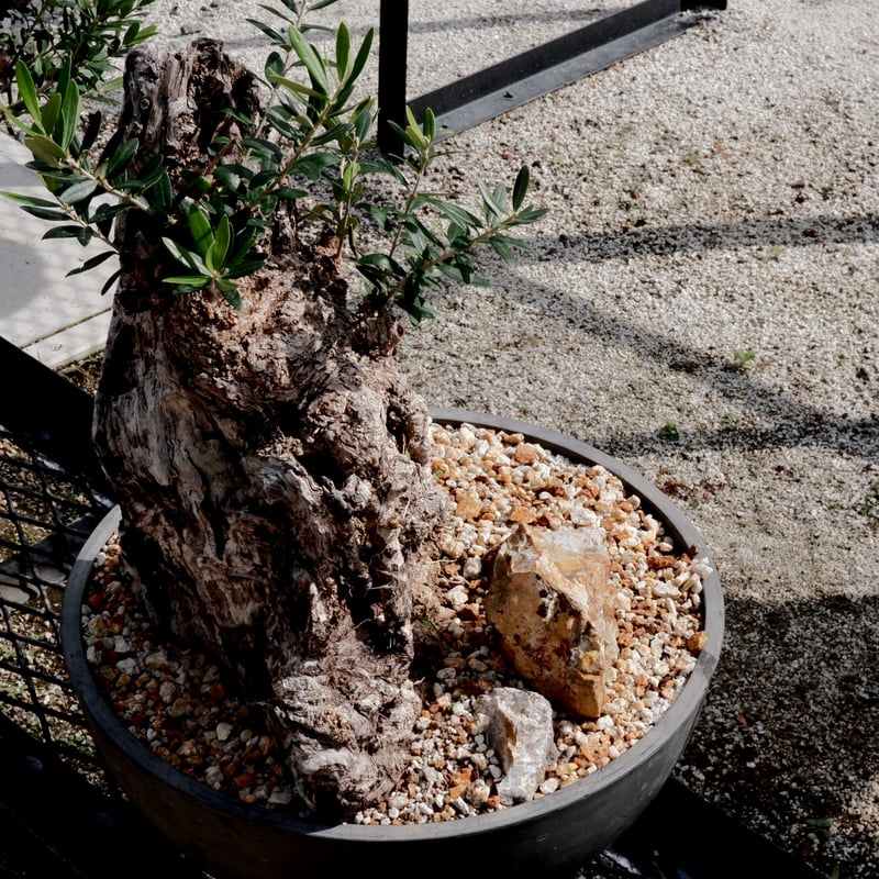 Old Olive 古木オリーブ［No.17］× 12号皿鉢 (φ36cm) | Botani