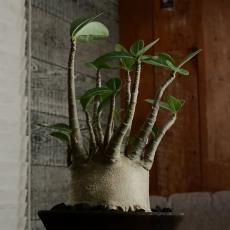 《美肌》アデニウム アラビカム " ドワーフ " φ10cm［No.12］  ×   沼野秀章 作「 black wrap 」4号 植木鉢 笠間焼
