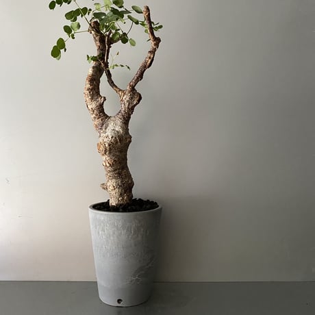 CATEGORY デロニクス プミラ | Botanical Holic