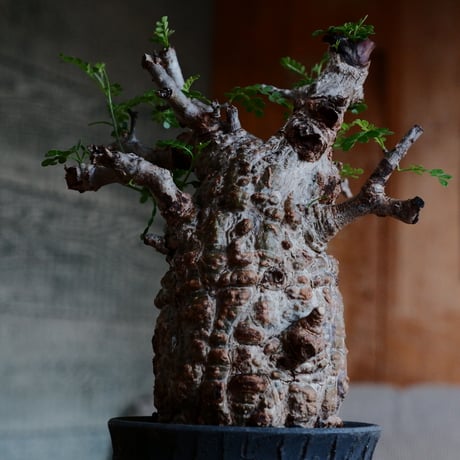 オペルクリカリア パキプス［No.44］  ×   沼野秀章 作「 black wrap 」3号 植木鉢 笠間焼