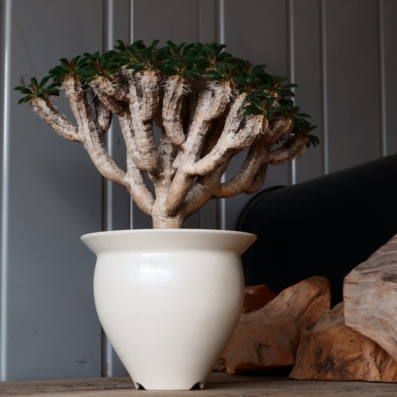 ユーフォルビア　ギラウミニアナ現地大株 大株 ユーフォルビア ギラウミニアナ 輸入株［No.24］ × 坂本新