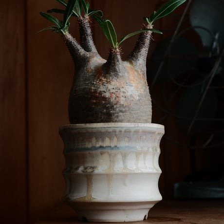杉山悠 植木鉢 杉山悠 作品 植木鉢 φ10.0cm 笠間焼［ No.09 ］ | 陶賊 -TOUZOKU-