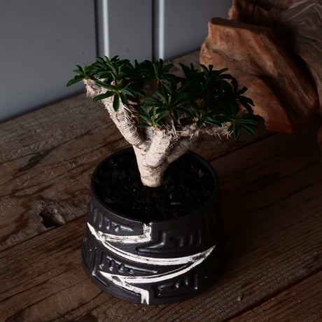 ユーフォルビア ギラウミニアナ 輸入株 発根済［No.1］  × 根本峻吾 作品【 S.N POT type.cylinder「 雷電 」4号 】笠間焼 植木鉢