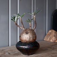 グラキリス φ10cm - 象牙宮-［No.50］× 坂本新 作 作品【 LUSTER BLACK 】3号 植木鉢 笠間焼