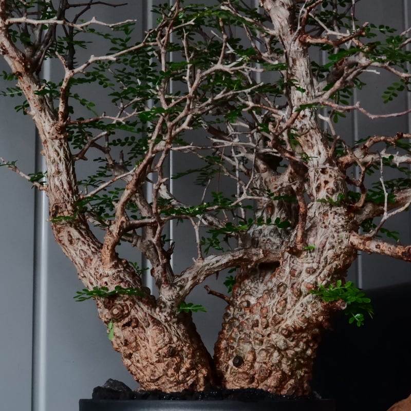 三頭 オペルクリカリア パキプス φ 18cm［No.29］ × 6号 植木鉢 | Bota