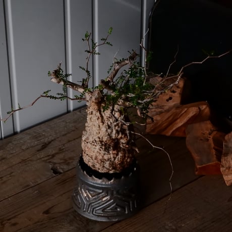 オペルクリカリア パキプス φ 12cm［No.32］  ×   根本峻吾 作 S.N POT type.cylinder「 鐡 - 黒焔 -」 4号 植木鉢