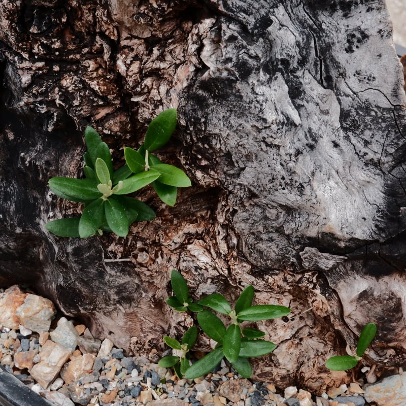 Old Olive 古木オリーブ［No.03］× 10号浅鉢(φ30cm) | Botanic