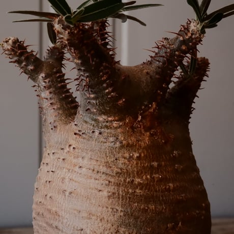 【 φ8.5cm 】グラキリス - 象牙宮 - ［No.249］  × 中野明彦 作 「 KIRIKO」4号 植木鉢 笠間焼