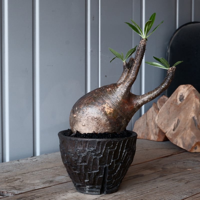 グラキリス φ9.5cm - 象牙宮 - ［No.42］ × 沼野秀章 作「 black