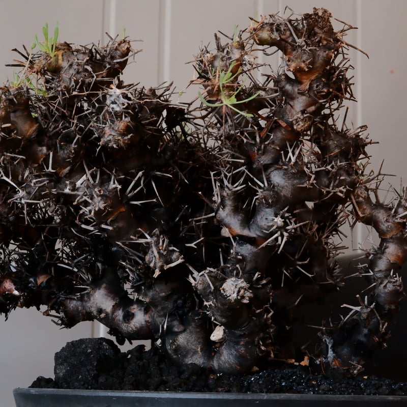 オトンナ　ユーフォルビオイデス　現地株　大株　長期管理株 大株 】オトンナ ユーフォルビオイデス ［No.89］ × 8号 浅鉢 植木鉢