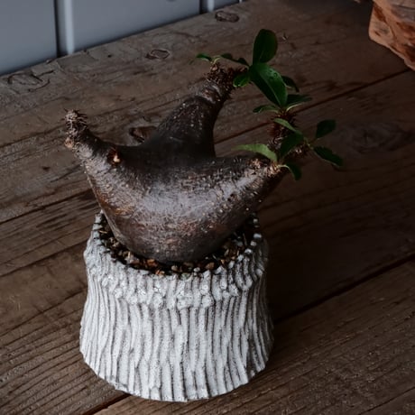 マカイエンセ φ8cm - 魔界玉 - ［No.31］  ×   根本峻吾 作 S.N POT type.cylinder「 月光ノ爪牙」3.5号 植木鉢 笠間焼