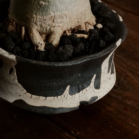 《美形》アデニウム アラビカム " ドワーフ " φ7.5cm［No.9］  ×   沼野秀章 作「 black wrap 」4号 植木鉢 笠間焼