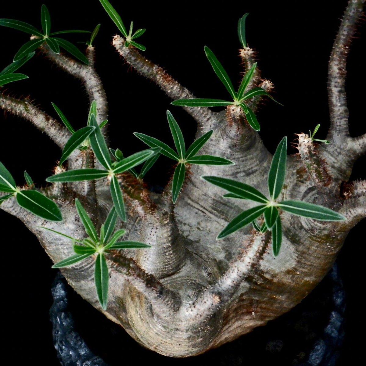 発根済 多頭 グラキリス - 象牙宮 - size XL ［No.16］ × 松野然 作