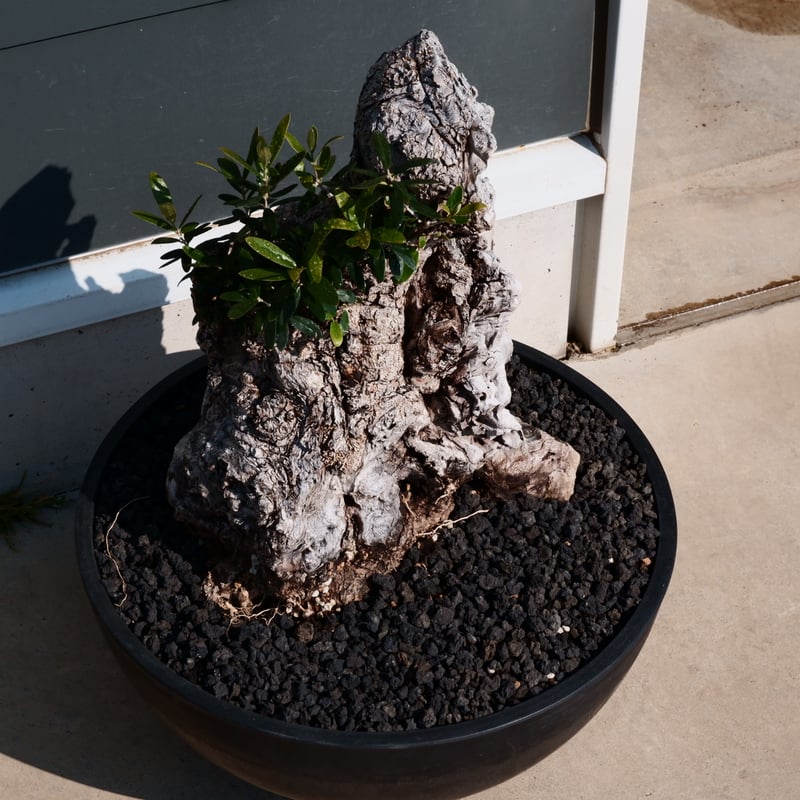 Old Olive 古木オリーブ［No.26］× 12号皿鉢 (φ36cm) | Botani