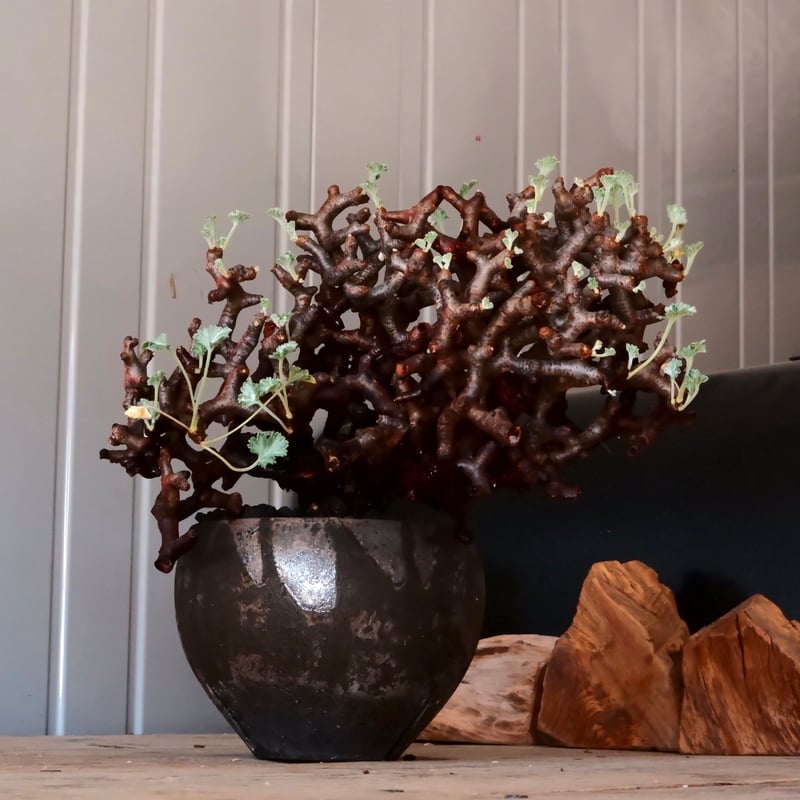 大株 】ペラルゴニウム ミラビレ［No.86］ × 沼野秀章 作品