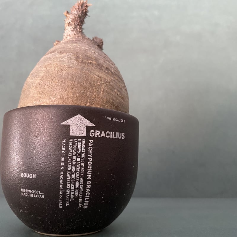 valiem NAME BLOCK-XS VALIEM name 鉢 XS valiem | STORES