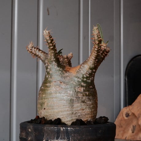 グラキリス φ8cm - 象牙宮 - ［No.68］  ×   沼野秀章 作「 black wrap 」3.5号 植木鉢 笠間焼