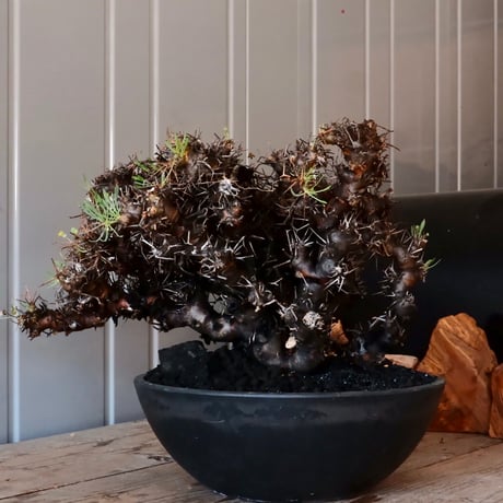 【 大株 】オトンナ ユーフォルビオイデス ［No.89］ ×  8号 浅鉢 植木鉢